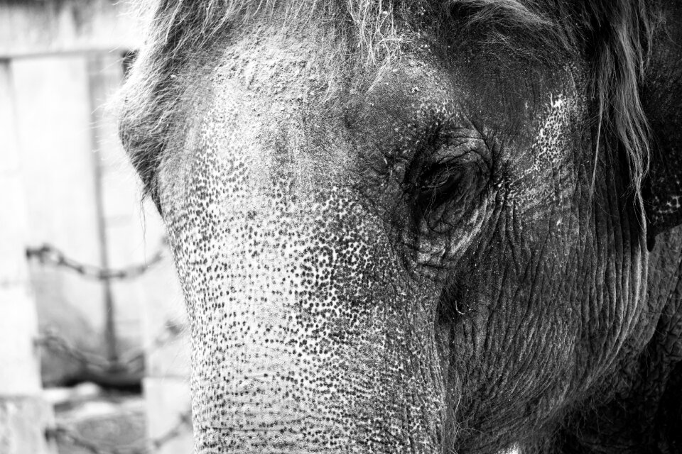 Ivory wrinkled skin