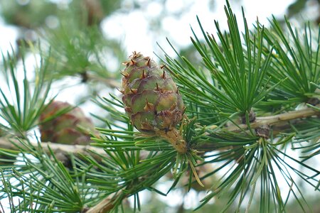 Branch macro pine cones