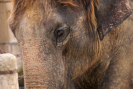 Ivory wrinkled skin
