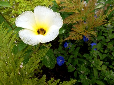 Garden nature green