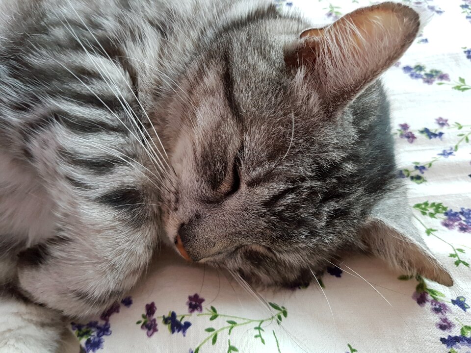 Beautiful animal fur