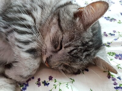 Beautiful animal fur