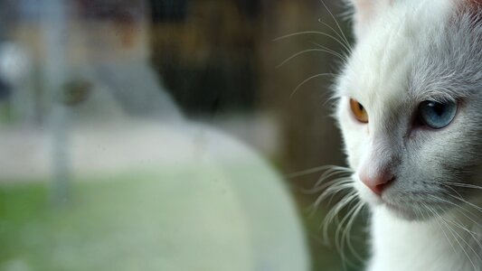 Two-tone white cat odd-eye