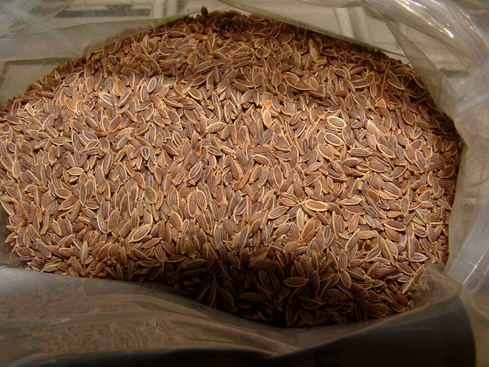 Seasoning herb seasonal