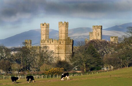 Cattle north wales photo