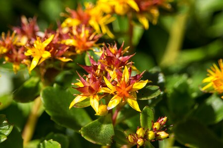 Star shaped flower green