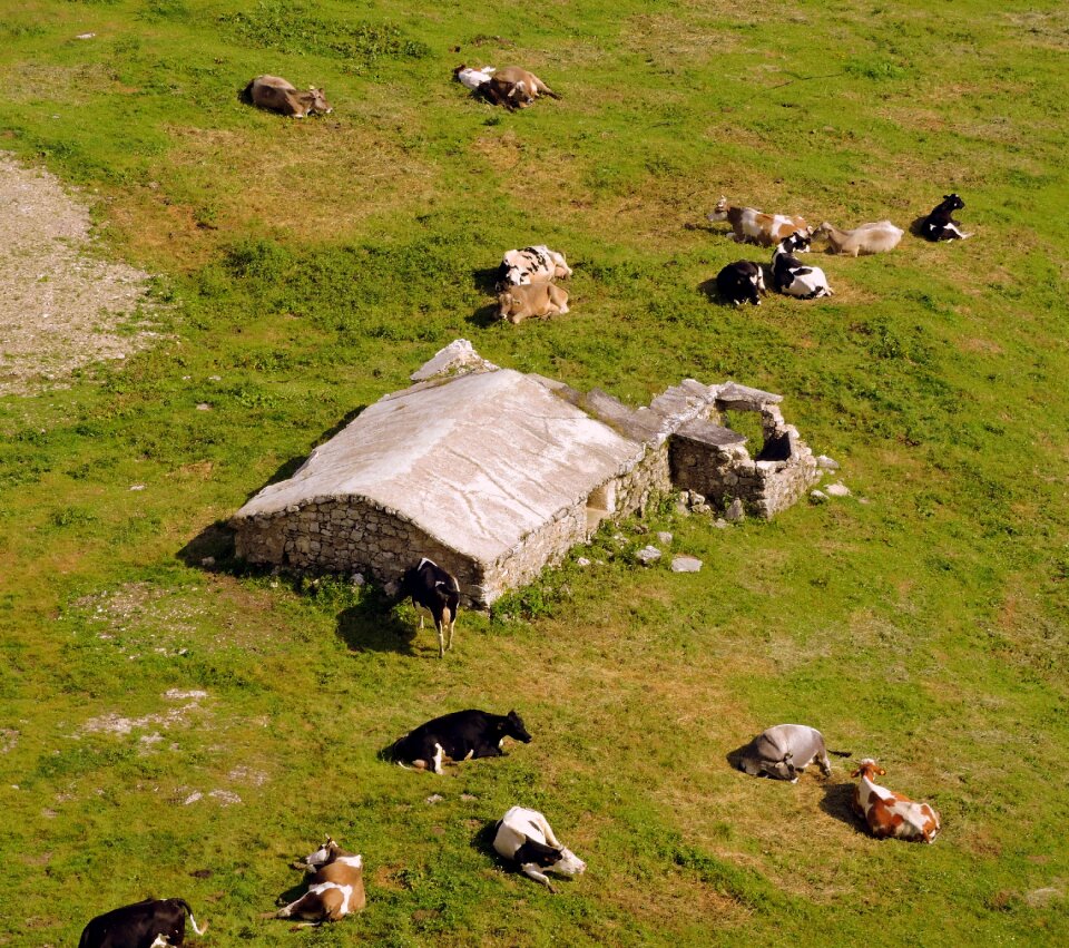 Pasture animals green
