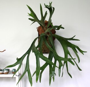 Decoration antlers green