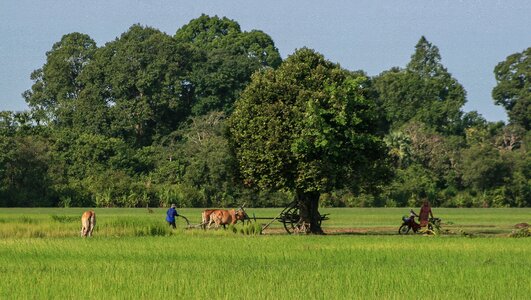 Cambodia buddhist culture