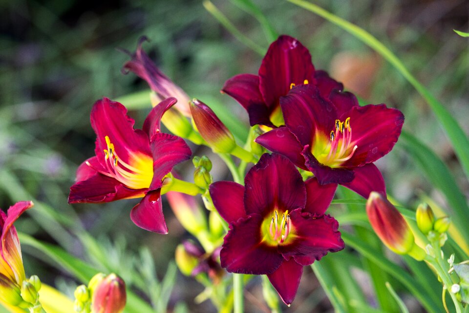 Nature red vibrant