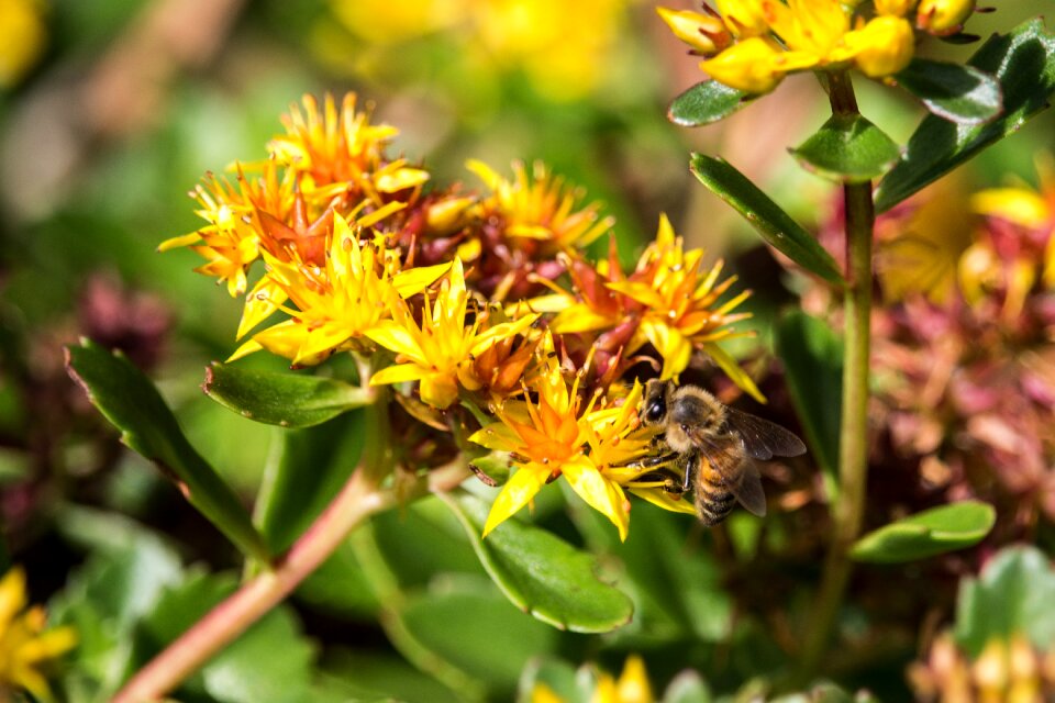 Pollination nature insect