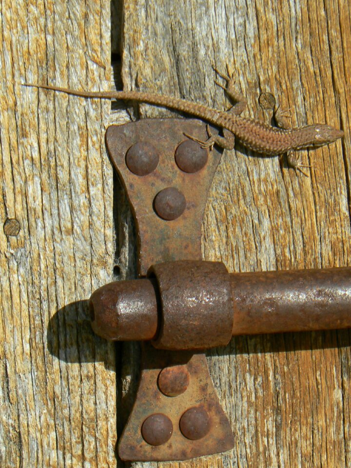 Lizard door ile de re