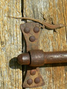 Lizard door ile de re