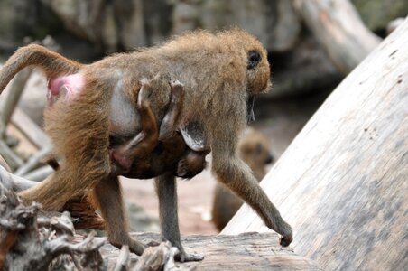 Primate primates monkey baby