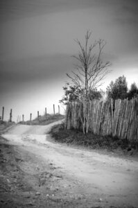 Dry tree dirt road darkening photo