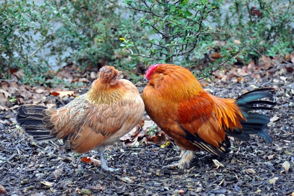 Poultry hen country life