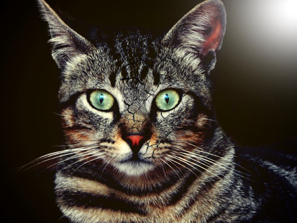 Artistic cat thoughtful