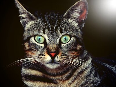 Artistic cat thoughtful