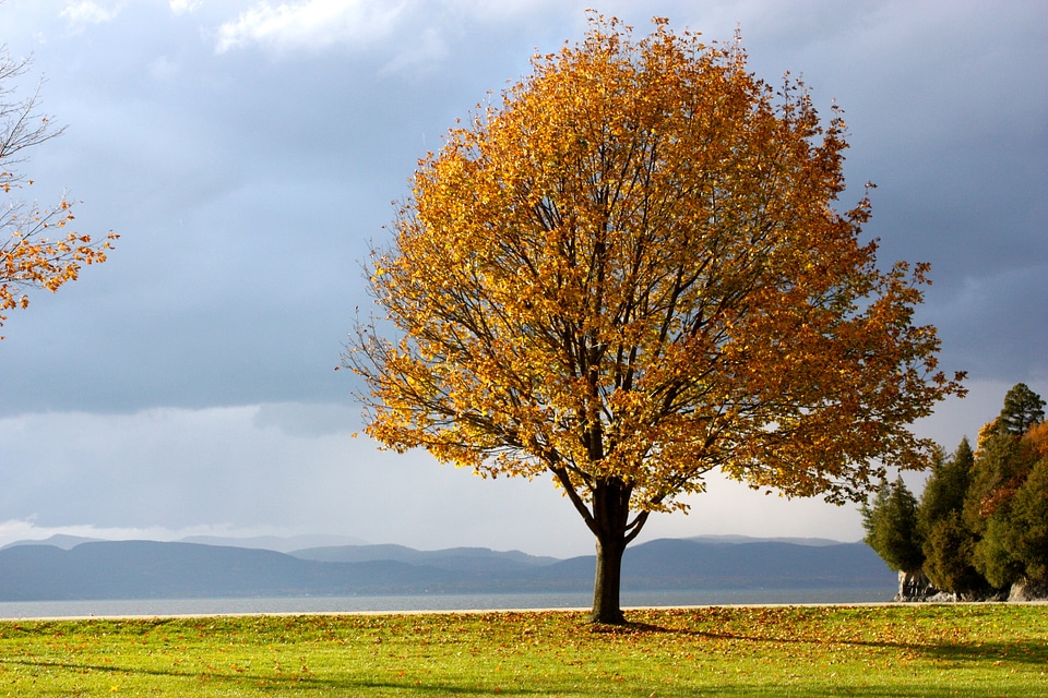 Leaves fall colors sky
