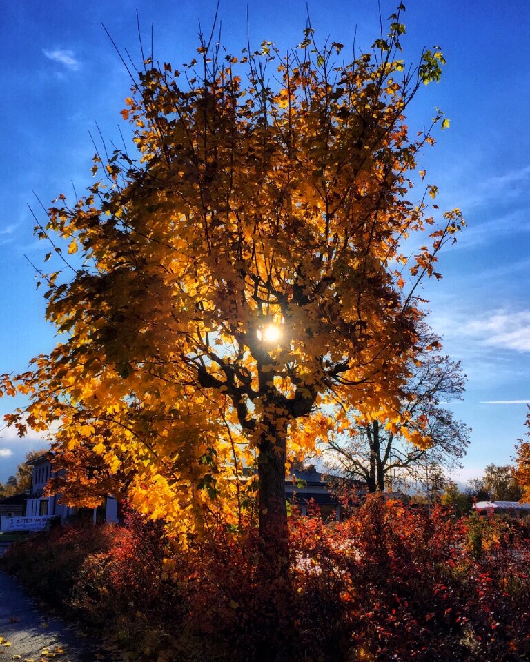 Foliage blue sky autumn leaves photo