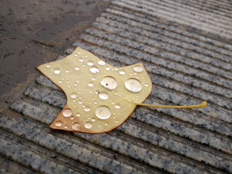 Liriodendron rain crystal clear