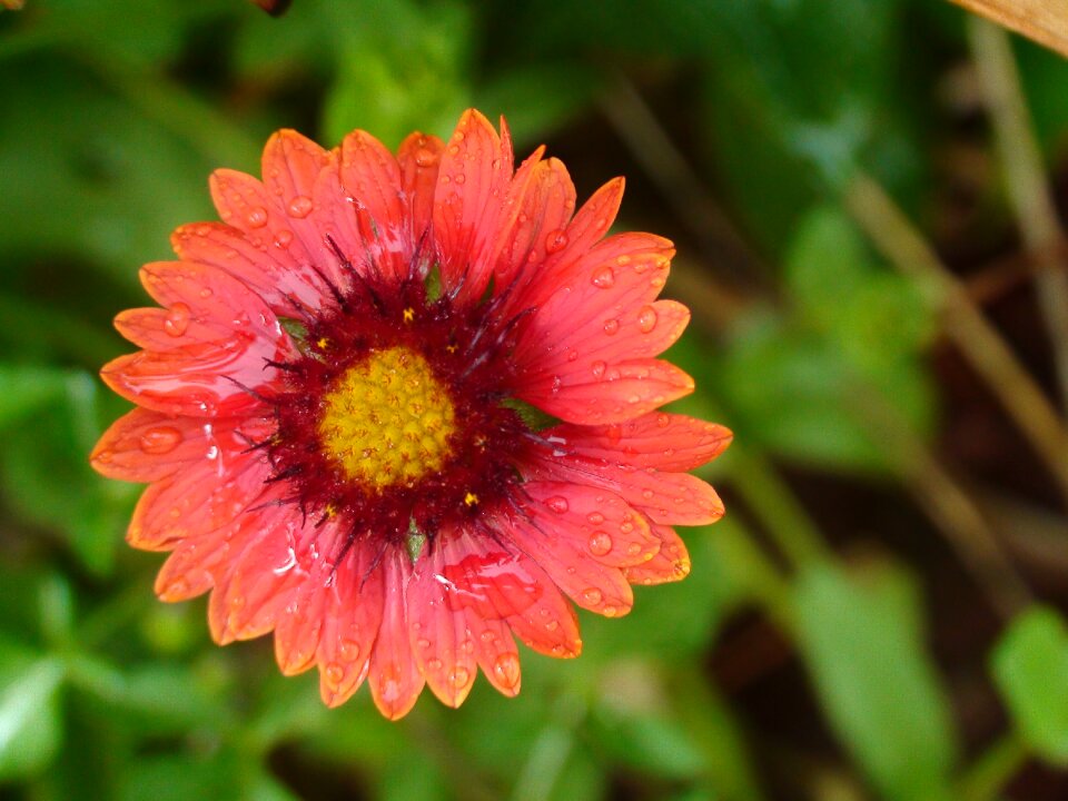 Green bloom botanical