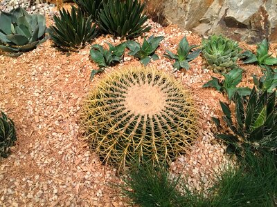 Plant environmental grow