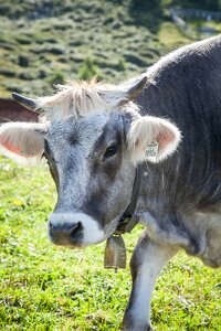 Tyrol meadow beef photo