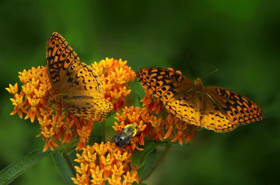 Black spots pattern insects