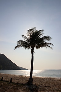 Palms tree tropical photo