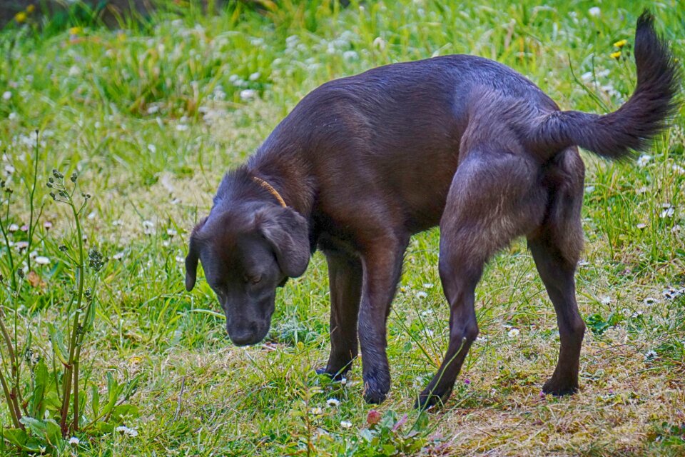 Canine labrador labrador retriever