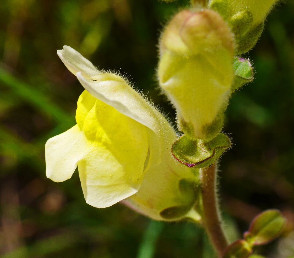 Yellow wildwachsend mountains