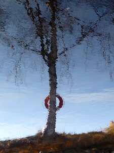 Tree buoy reflection photo