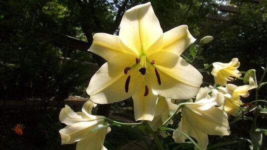 Lily white flowers gardening