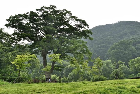 Republic of korea big tree scenery
