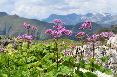 Landscape alpine flowers austria photo