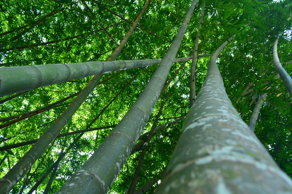 Botanical garden