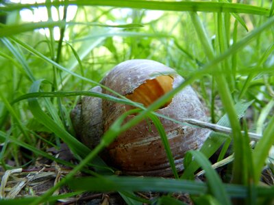 Snail snail shell vacancy