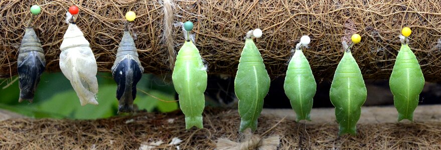Breeding hanging nature