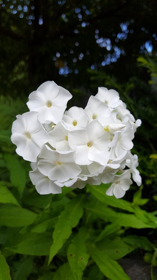 White nature 5 petals