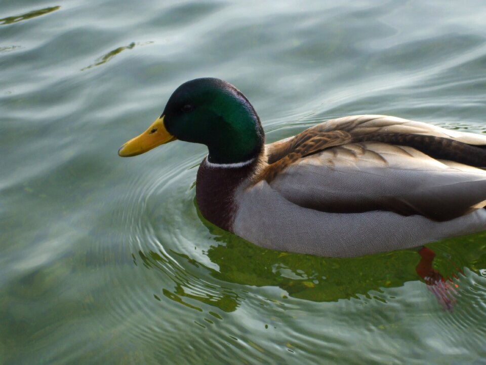 Wildlife pond swim