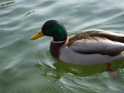 Wildlife pond swim