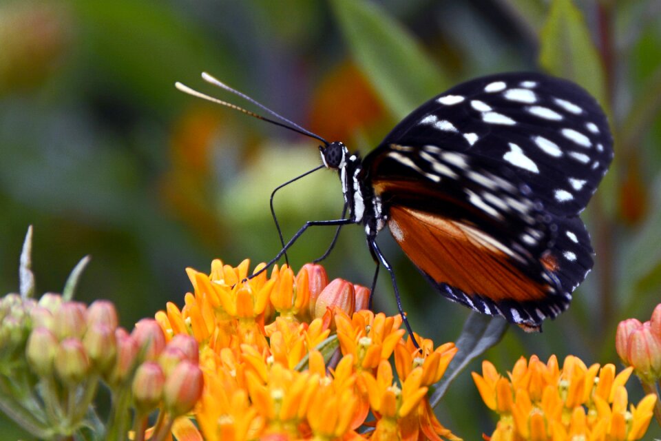 Flying animal black