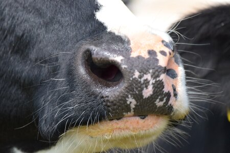 Snout foot nostrils photo