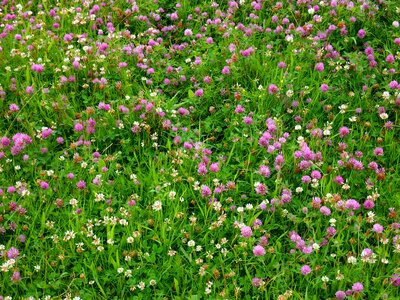 Lucky clover green red clover photo