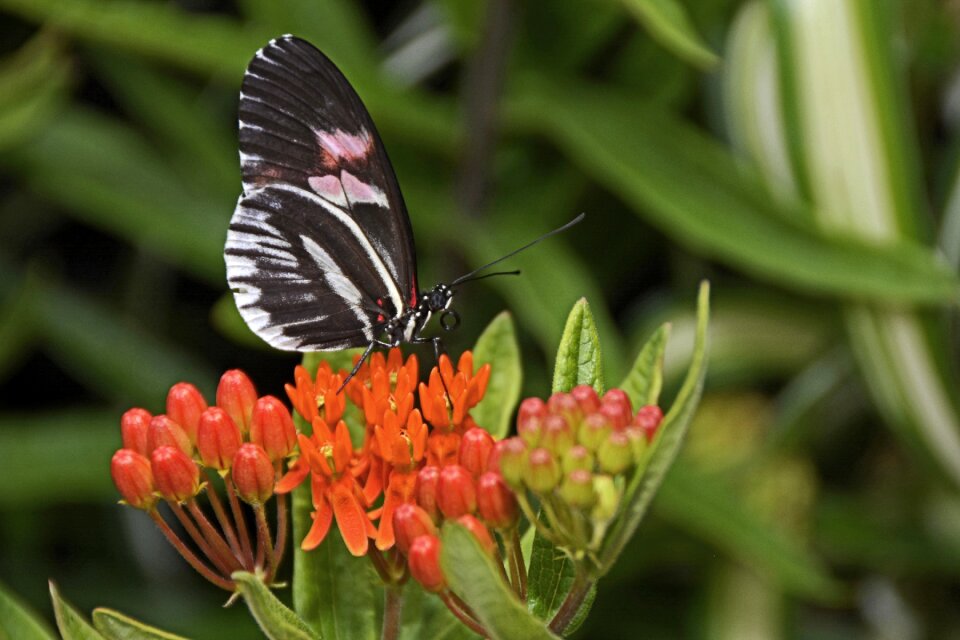 Flying animal black