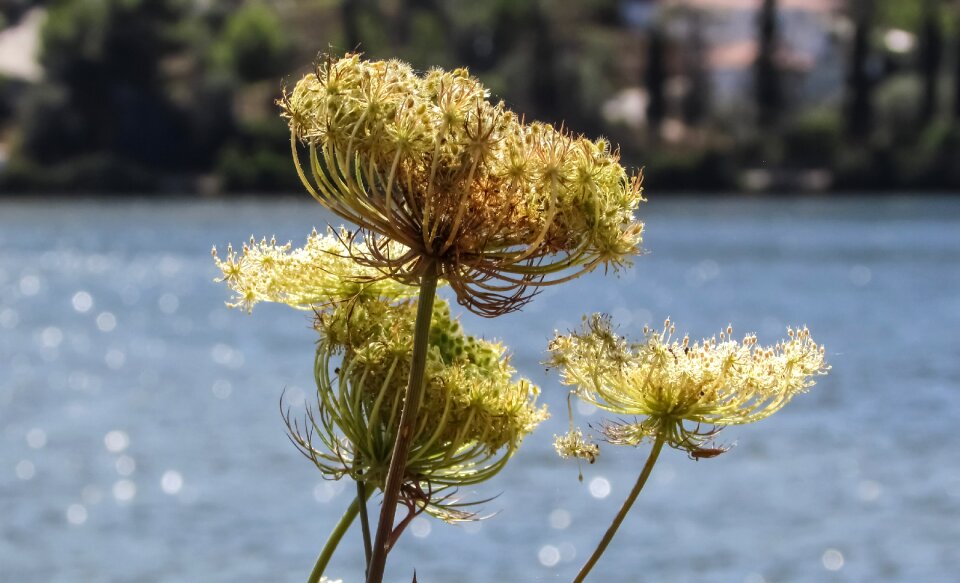 Biotope plant nature