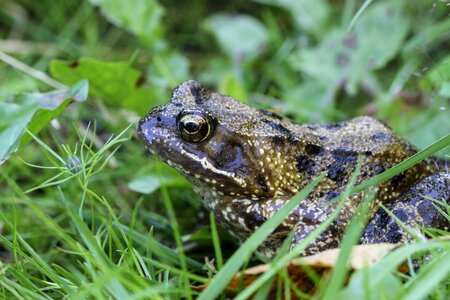 Toad amphibians close up