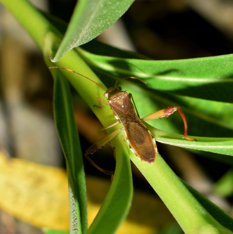 Insect insectoid nature