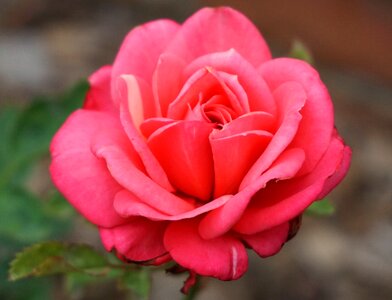 Bloom flower red rose photo